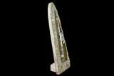 Fossil Orthoceras Sculpture - Tall - Morocco #136431-1